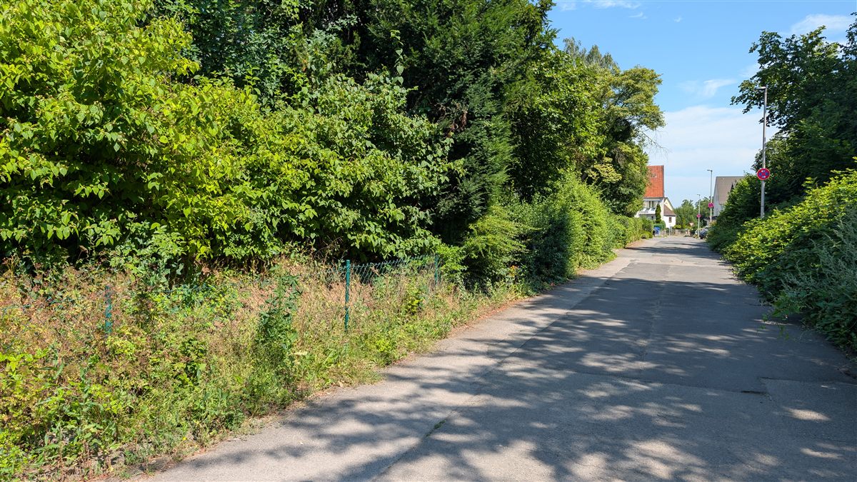Böschung am Straßenrand vor dem Einsatz: massiver Wildwuchs, Zaun kaum sichtbar