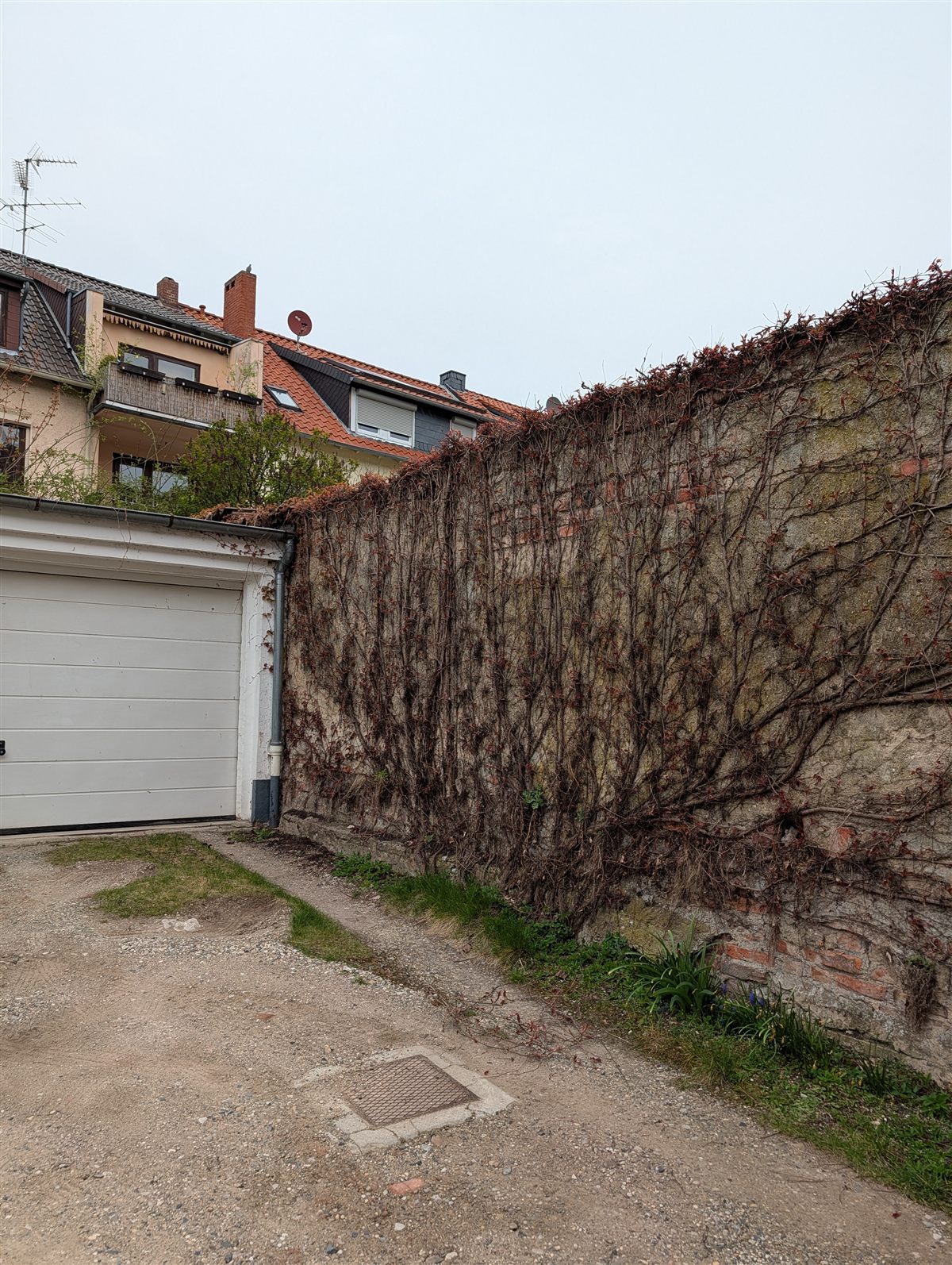 Garagenmauer vor dem Einsatz: vollständig mit Efeu und Kletterpflanzen überwachsen
