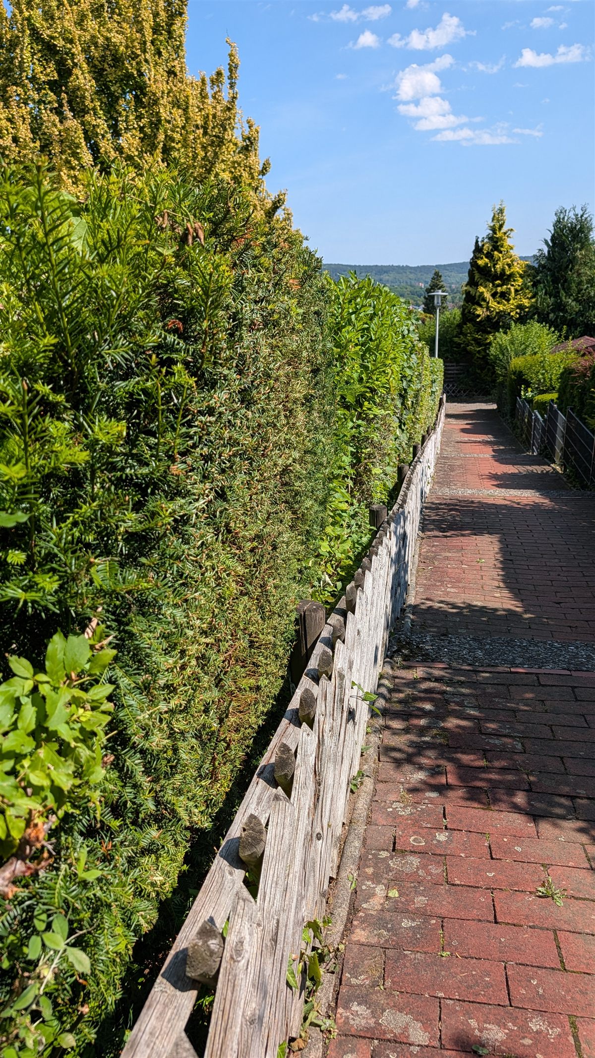 Lange Heckenreihe nach dem Formschnitt in Hildesheim