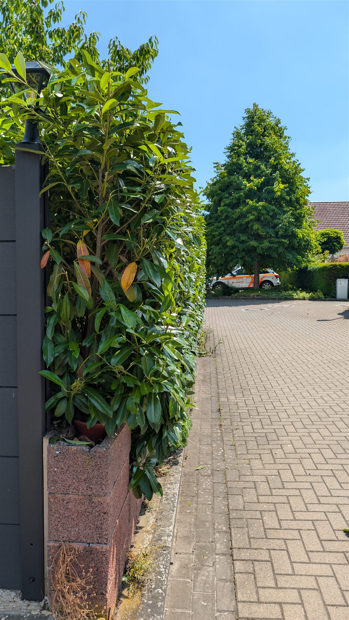 Hecke nach dem Schnitt in Hildesheim, sauber auf Form gebracht