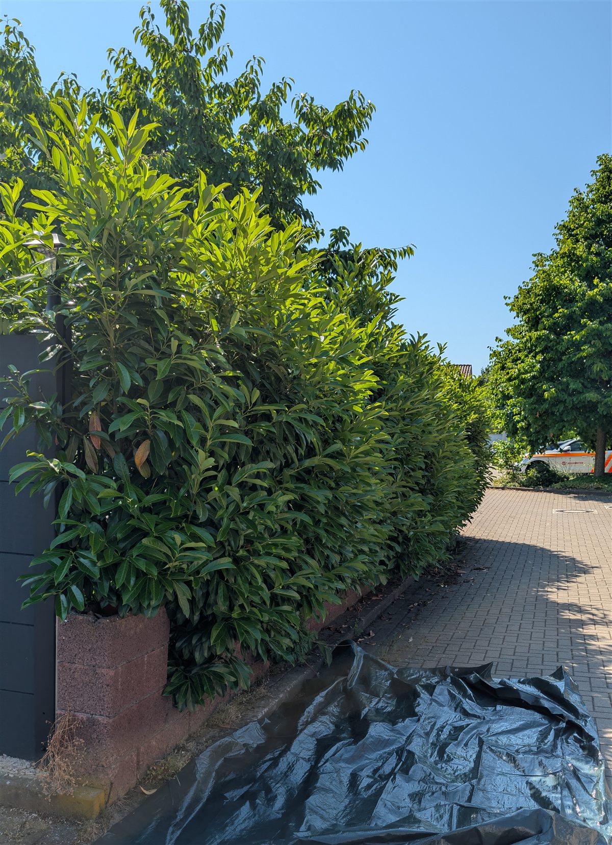 Massiver Kirschlorbeer vor dem Heckenschnitt in Hildesheim