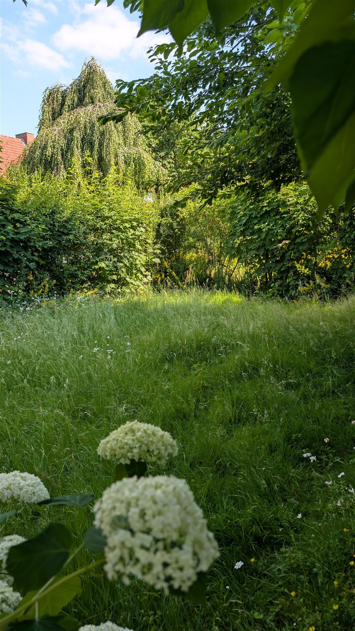 Privatgarten vor dem Einsatz: Rasen stark verwildert, Hortensien kaum sichtbar